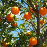 oranges, fruits, grove-1117628.jpg